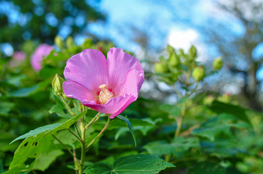 Nikon D5000で撮影した花の写真