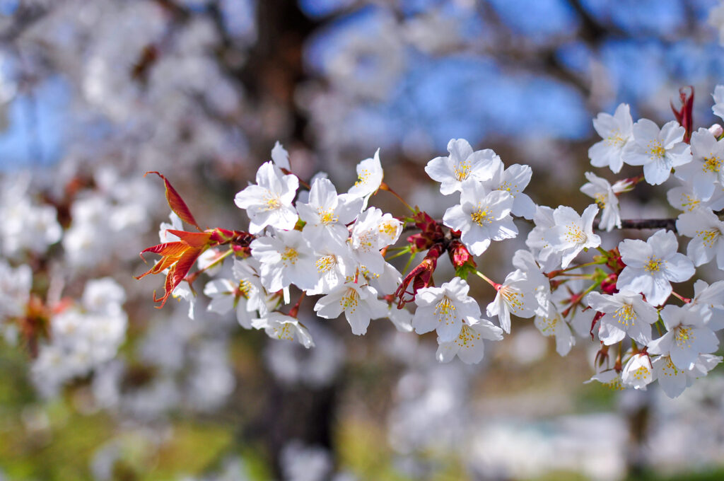 Nikon D5000で撮影した桜の写真
